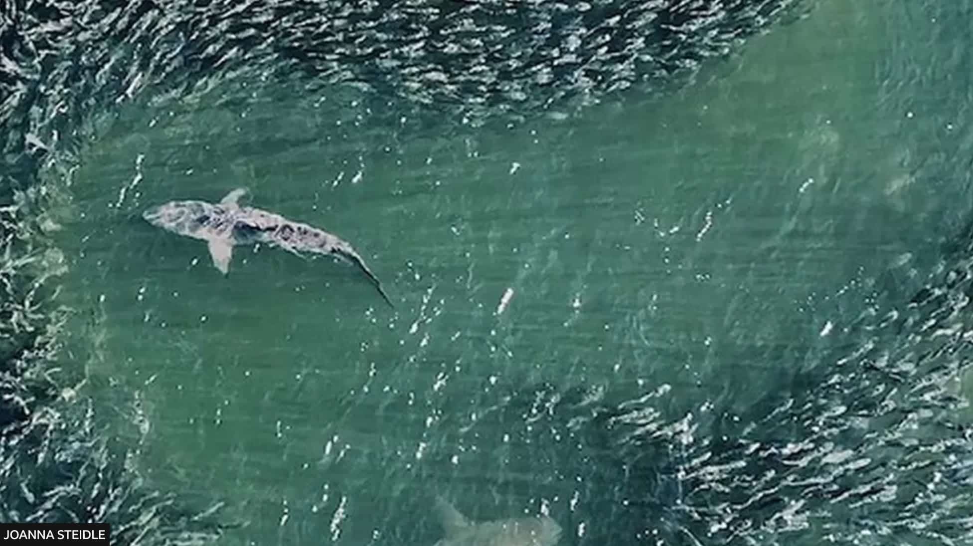 Drone footage of a shark swimming close to a surfer off Long Island.