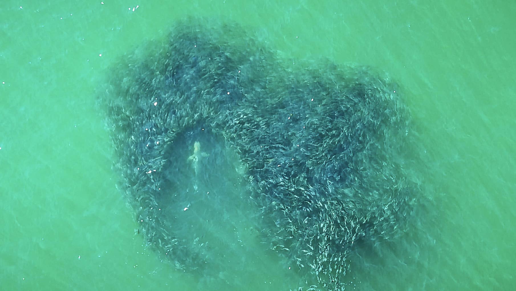 Aerial view of a shark cutting through a dense baitfish school in green water.
