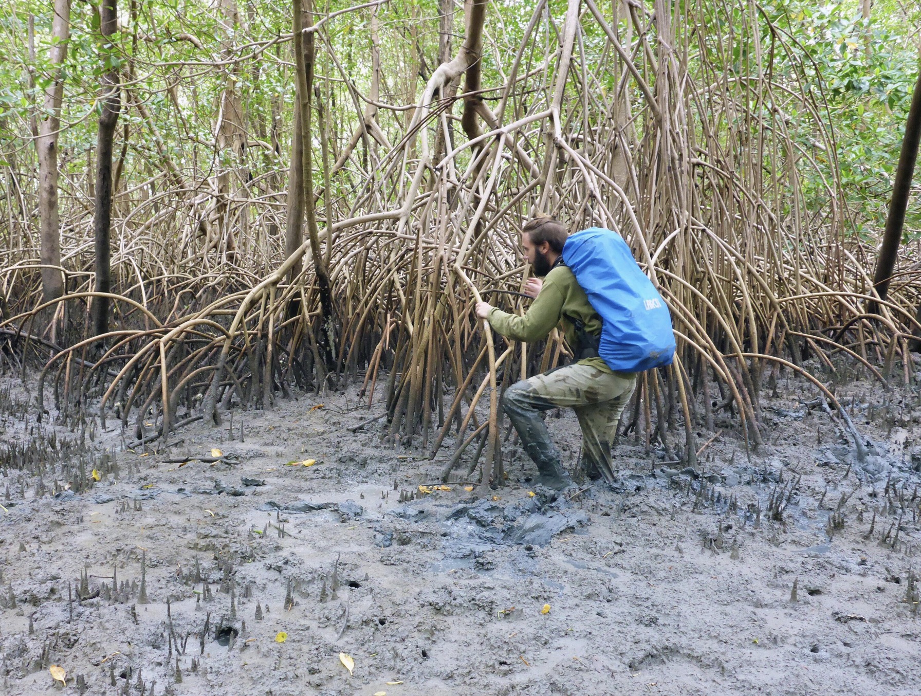 When one thinks of tropical forests, images of vast, lush green canopies come to mind. Yet, beneath these canopies, particularly in mangroves, lies a daunting challenge: How do we determine the carbon stock of such vast regions, especially when they're hard to navigate and assess? Enter drones and the power of artificial intelligence (AI).