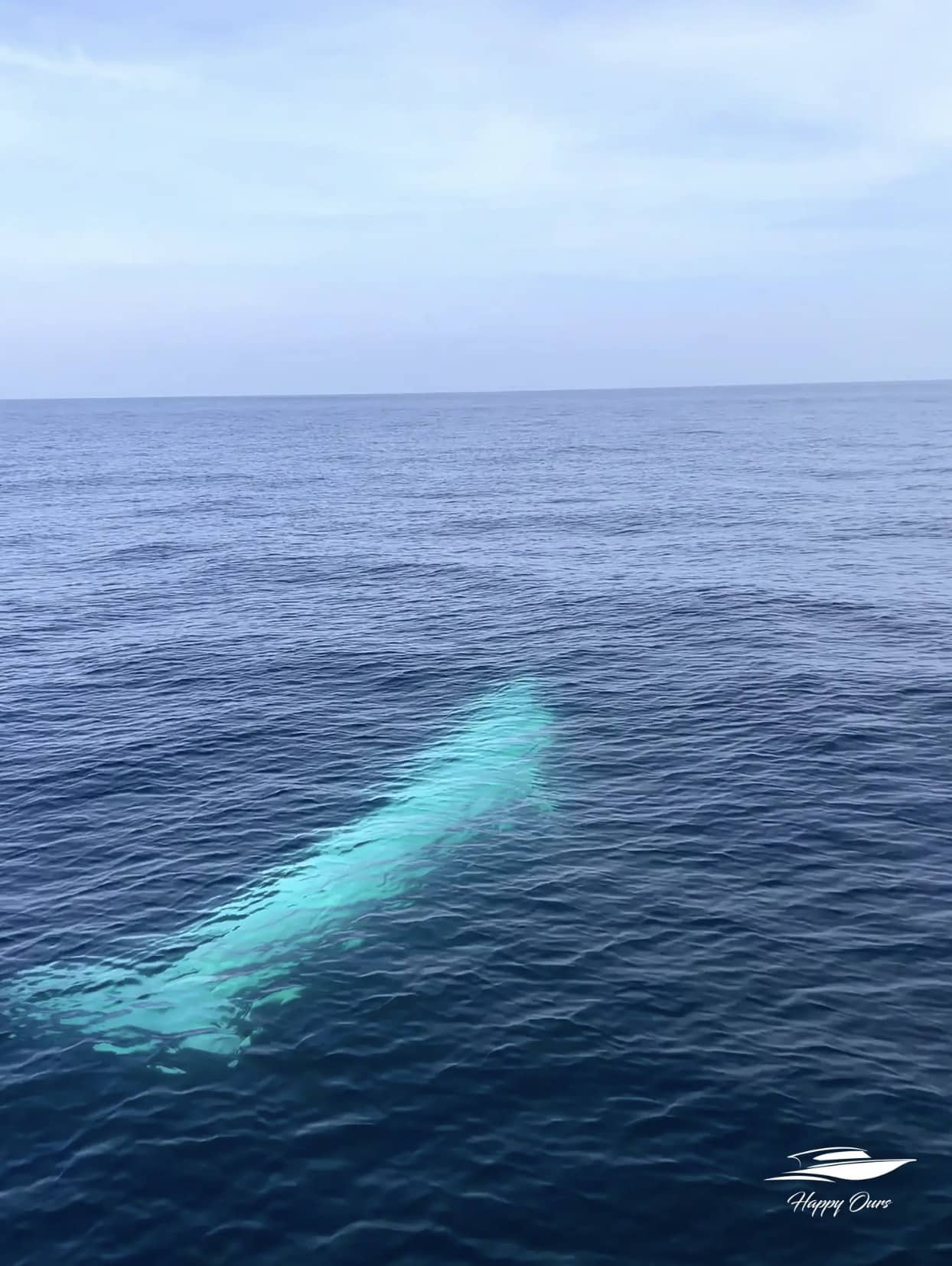Drone photo of the rare all-white Omura's whale off Phuket in the Andaman Sea.