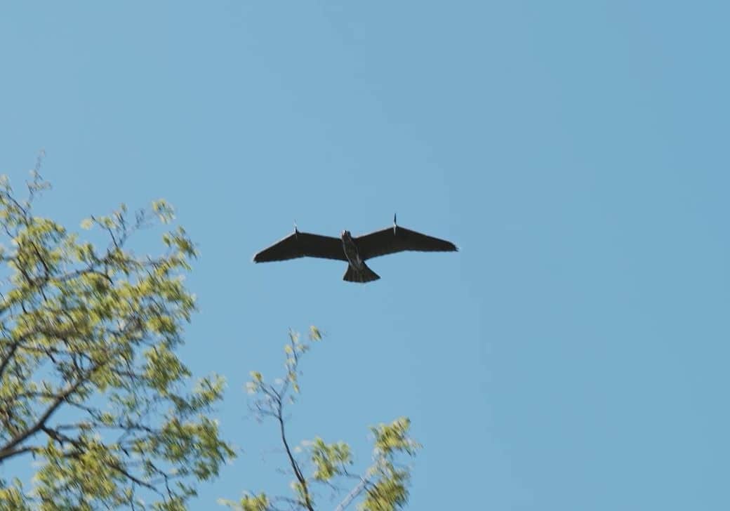 The Evolution Eagle surveillance drone from Guard From Above, shaped like a real eagle.