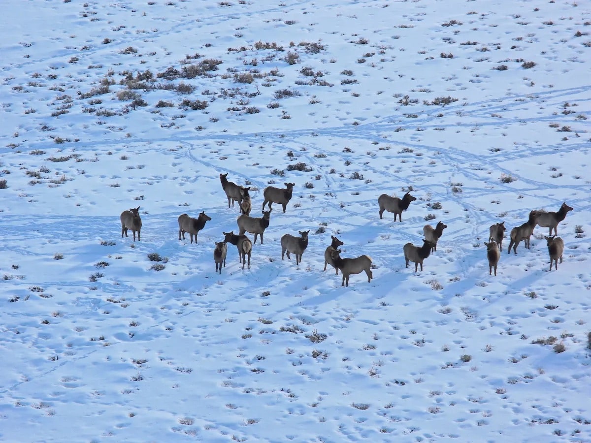Elk in snow-covered sagebrush in the Middle Piney Creek drainage, Wyoming Range.