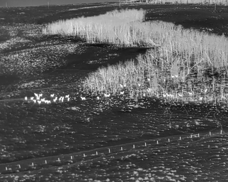 Aerial infrared camera view of elk spread along a Wyoming Range hillside.