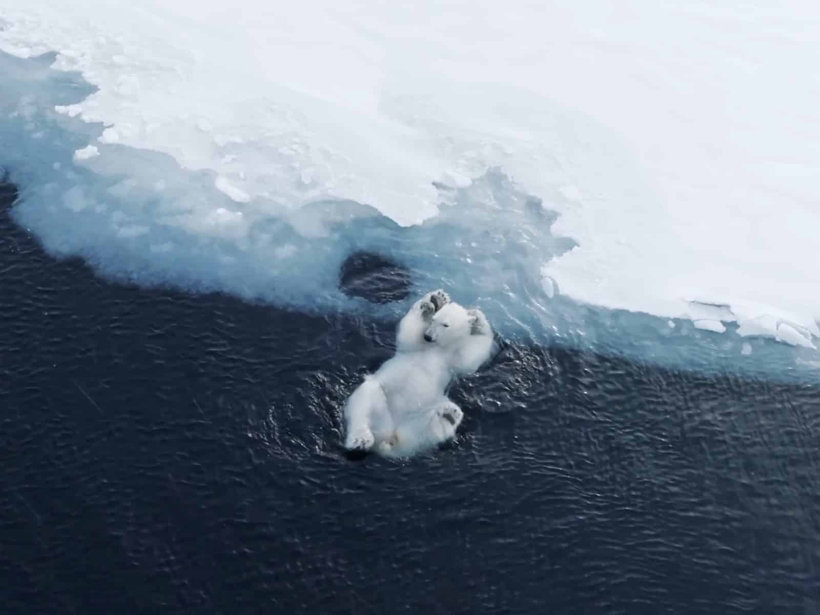 Polar bear on shifting sea ice, photographed from the air at a safe distance.