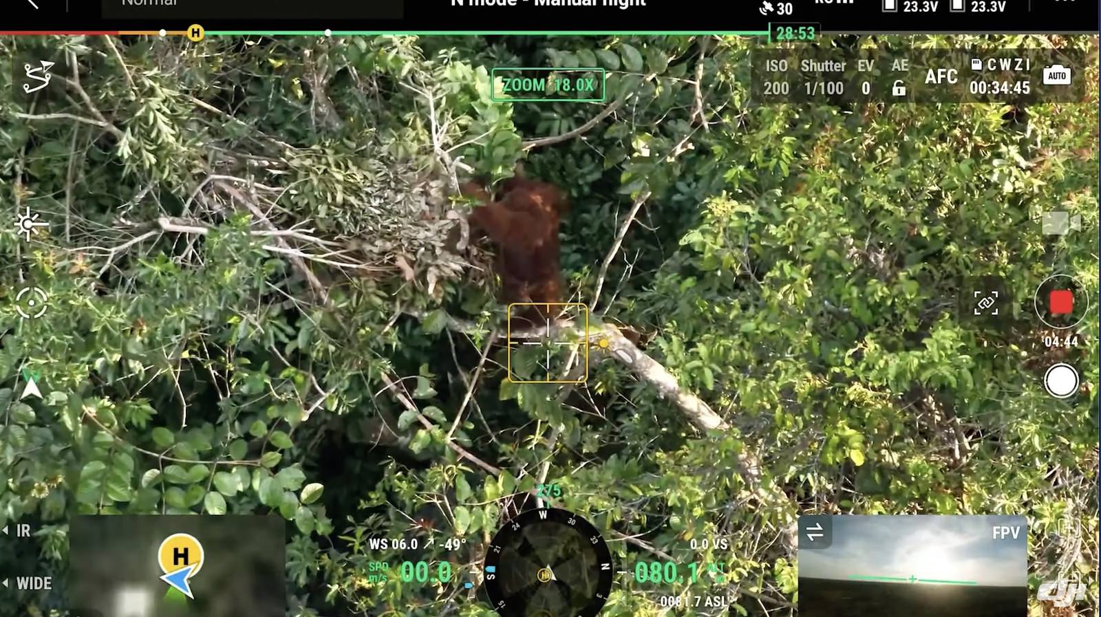 Drone survey imagery from the OFI orangutan population study.