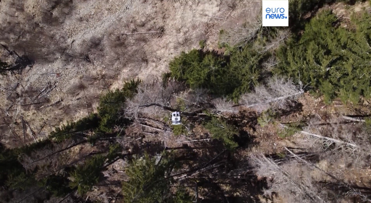 Alpine forest in Tyrol targeted by the drone-led reforestation effort.