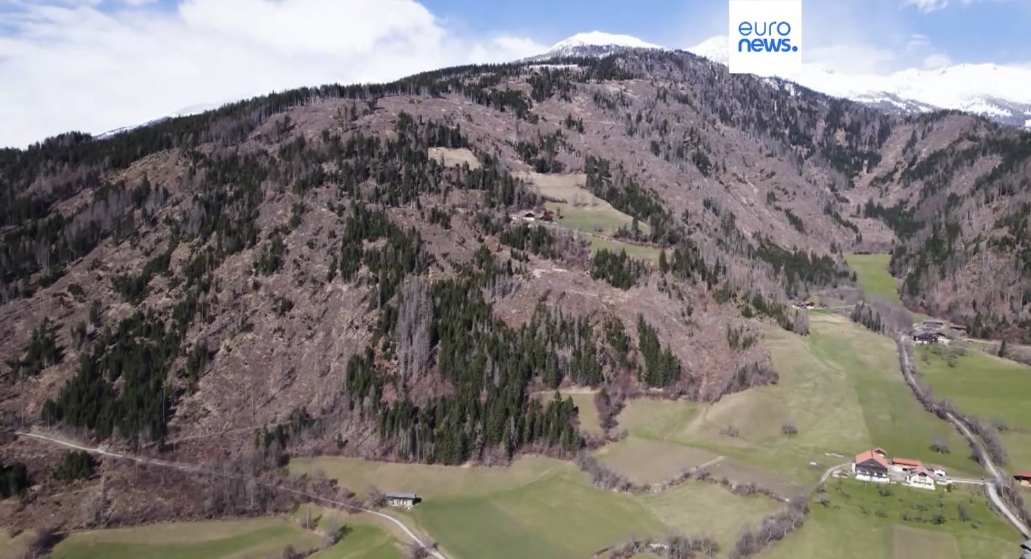 East Tyrol forest awaiting results from the drone seeding pilot.