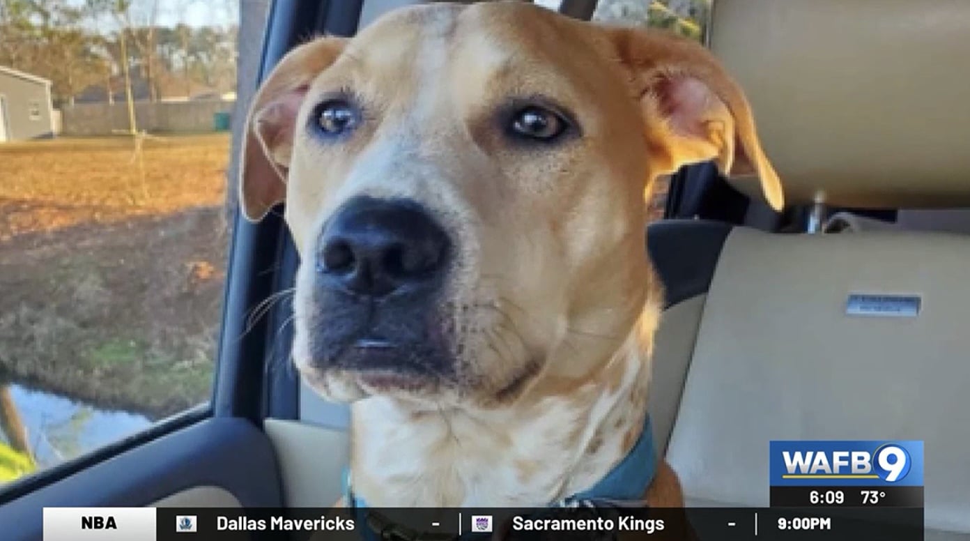 Mollie, the American Staffordshire Terrier found after 17 days missing.