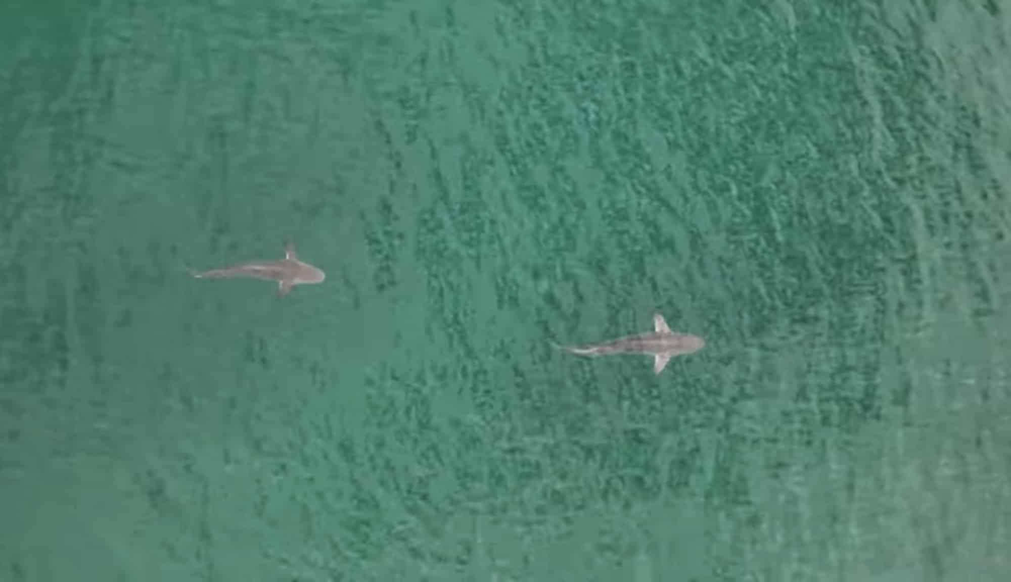 Matrice 30 series drone flying a Shark Smart patrol as the program expands.