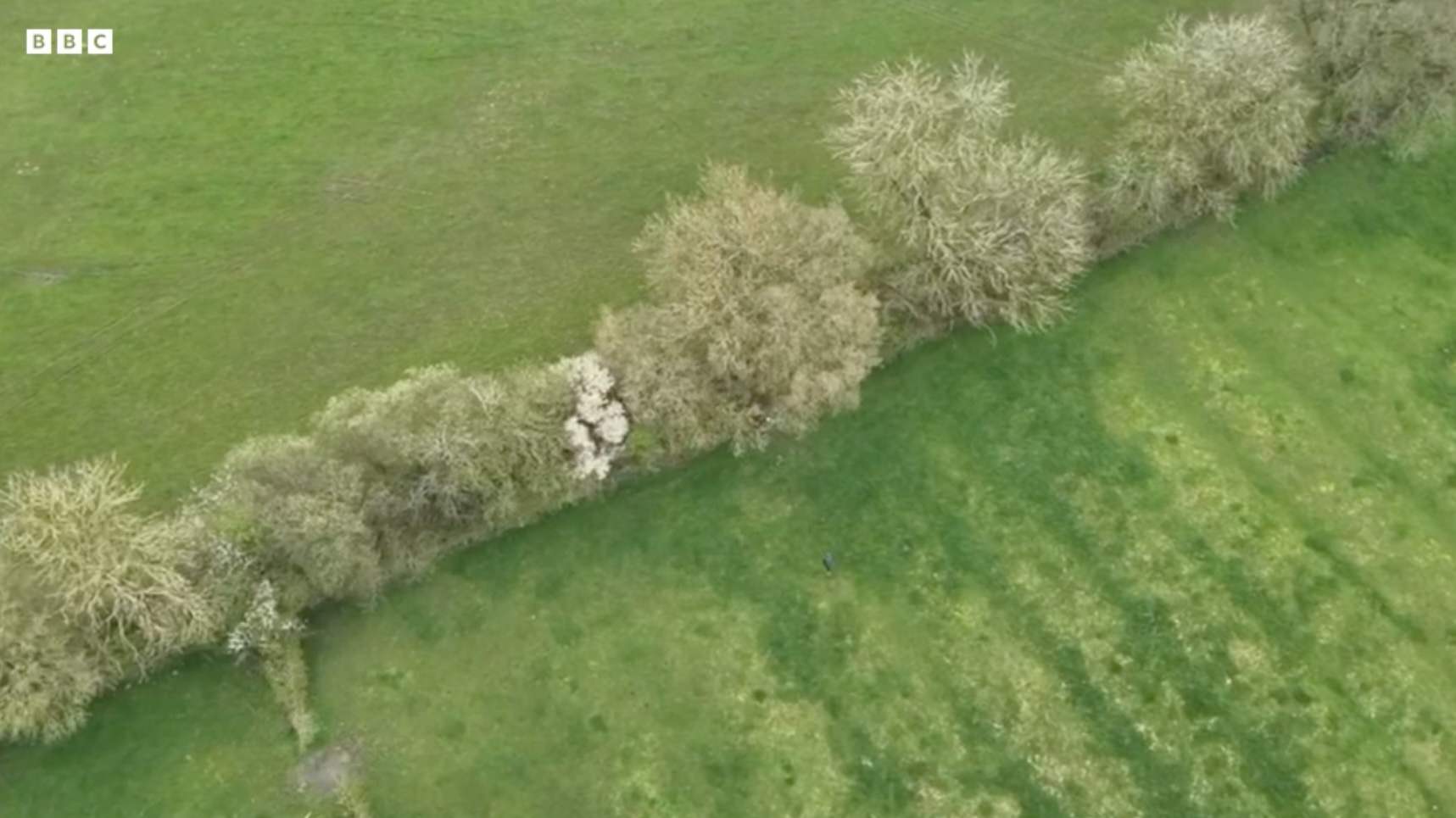 Aerial view of a hedgerow and pasture during the search for the dogs.