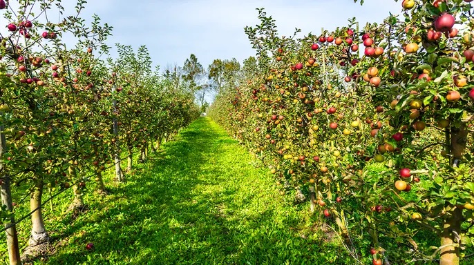 Pecan orchard blocks like those Aerobotics maps for North Bowie Farming in Arizona.