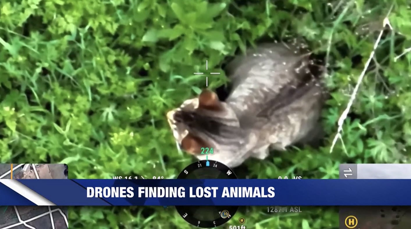 Drone camera crosshair over a tabby cat crouched in thick green weeds.