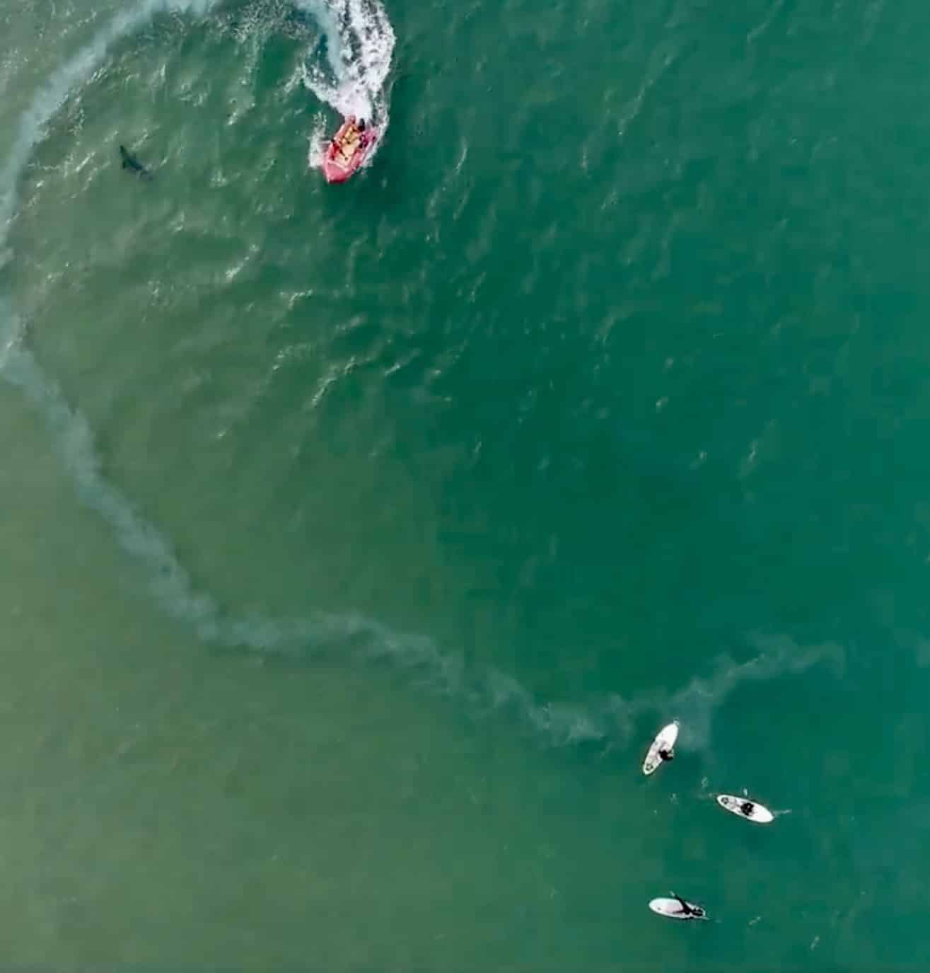 Aerial view of a shark near a rescue watercraft and surfers in green water.