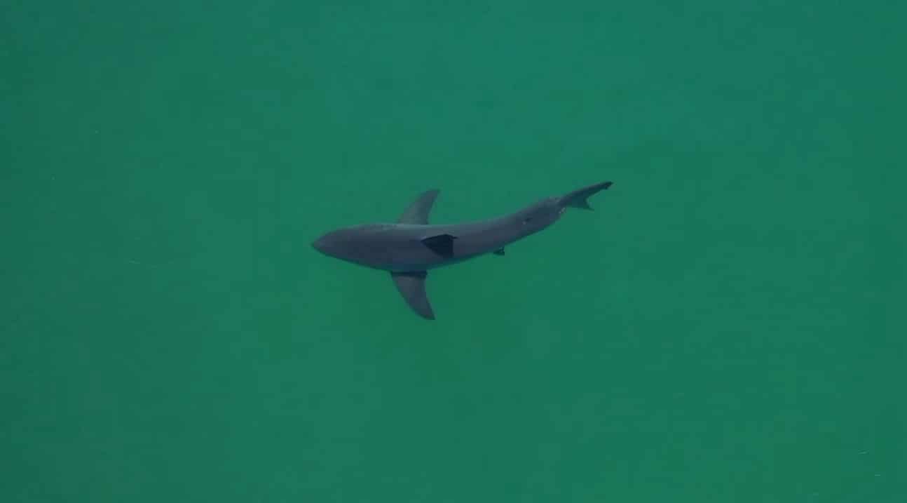 Overhead drone view of a shark cruising through clear green water.