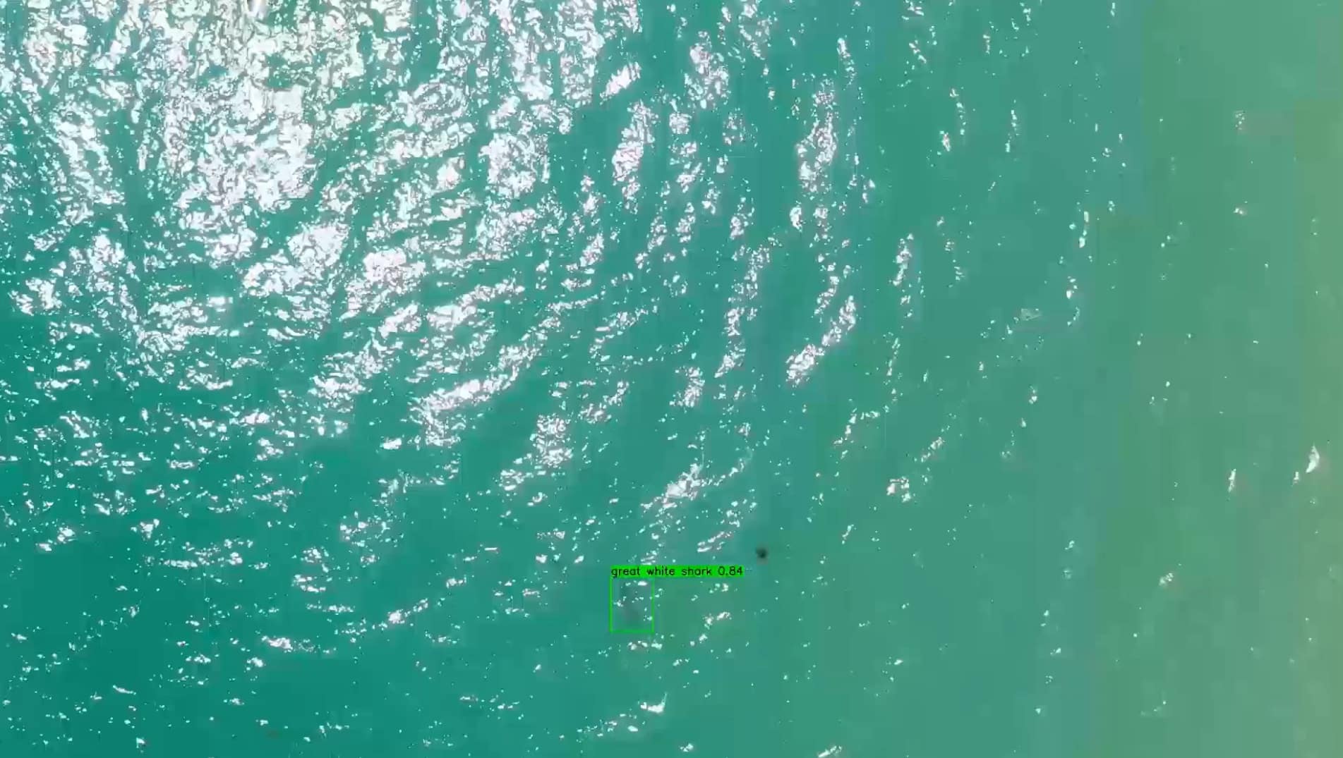 AI detection box labeling a great white shark in sunlit aerial water footage.