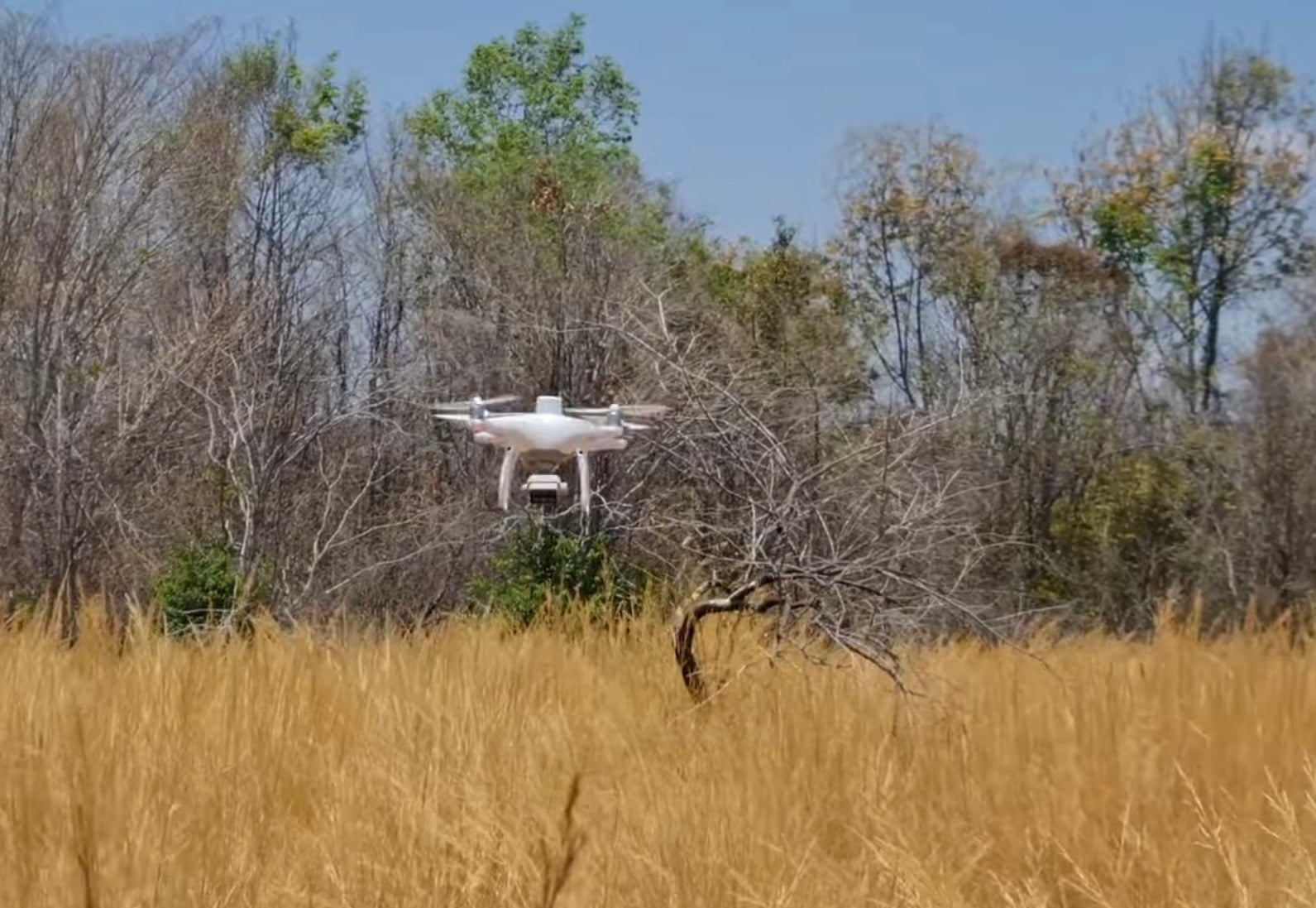 White quadcopter hovering low over golden grass at the edge of dry forest.