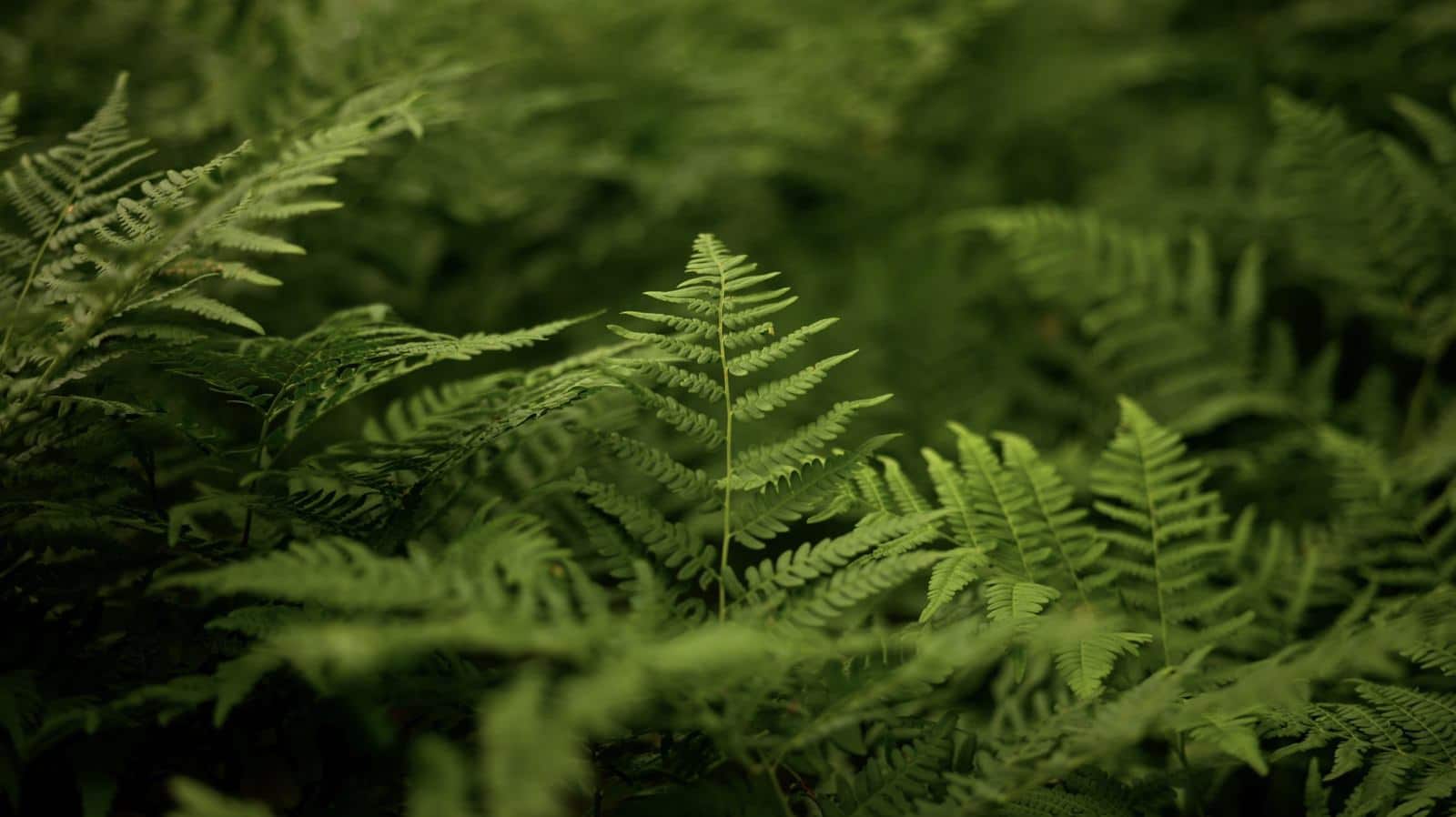 Sunlit ferns filling the frame with shallow depth of field behind.