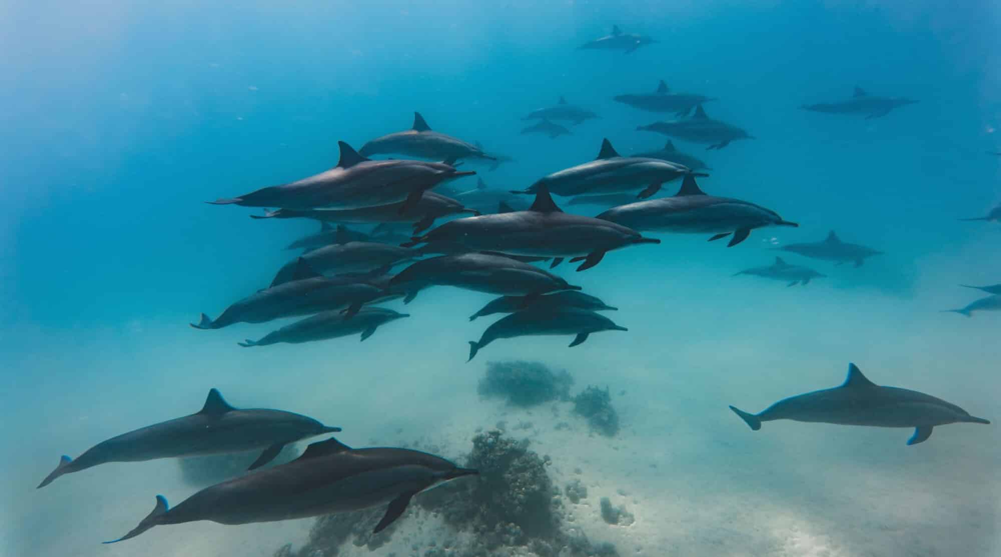 Pod of dolphins gliding over a shallow reef in clear turquoise water.