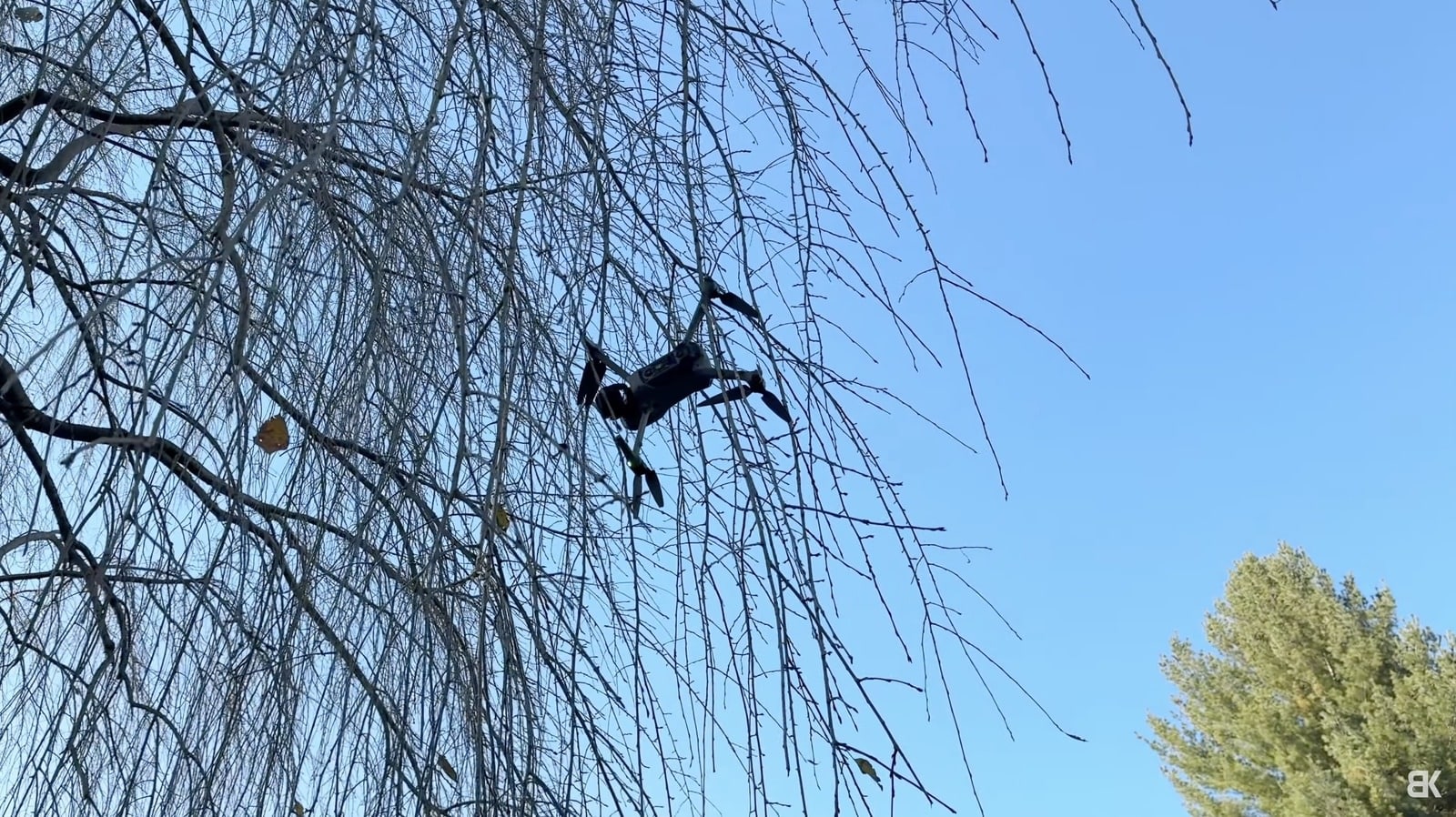 Air 3S caught in fall tree branches less than a minute into the flight.