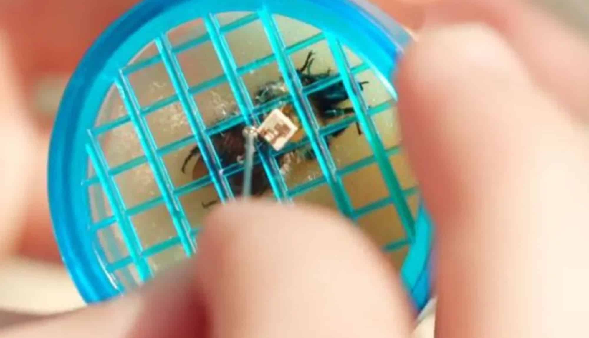 Oxford Scientists Pioneer Drone-Assisted Bee Tracking with Miniature Radar Tags