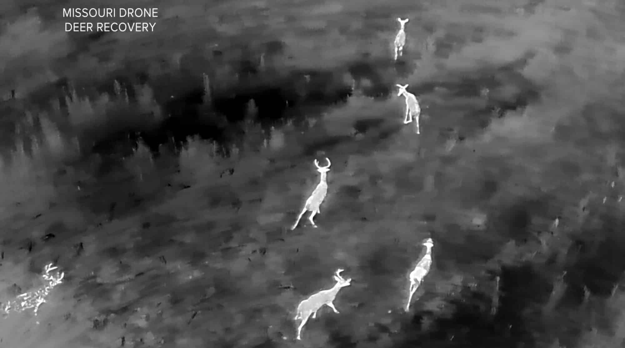 Thermal drone imagery used to locate a wounded deer in Missouri woodland.