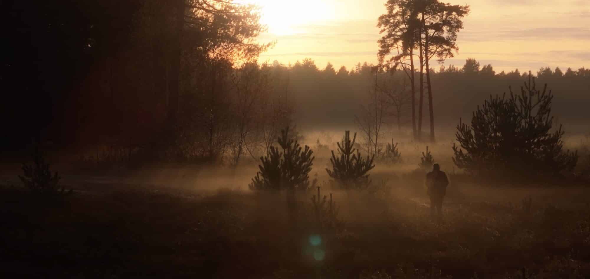 Aerial still of a misty pine forest at sunrise with a distant figure.