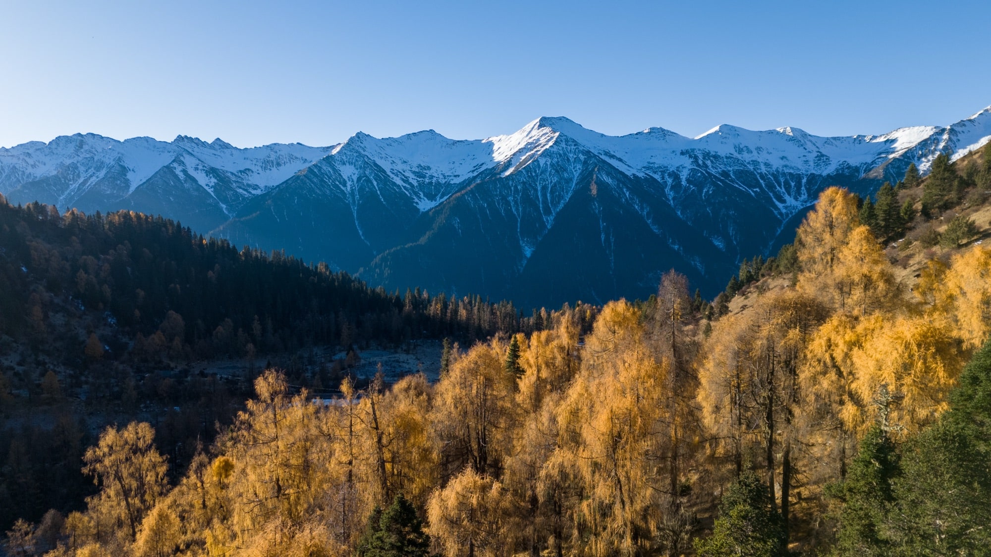 Golden larch forest on a ridge below a line of snow-capped peaks.