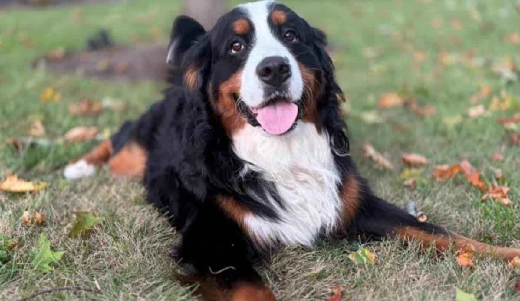 Bernese Mountain Dog Charlie lying on autumn grass in a family photo.