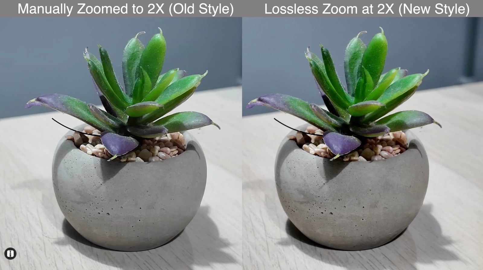 Potted succulent shot twice, manual two times zoom beside the new lossless version.