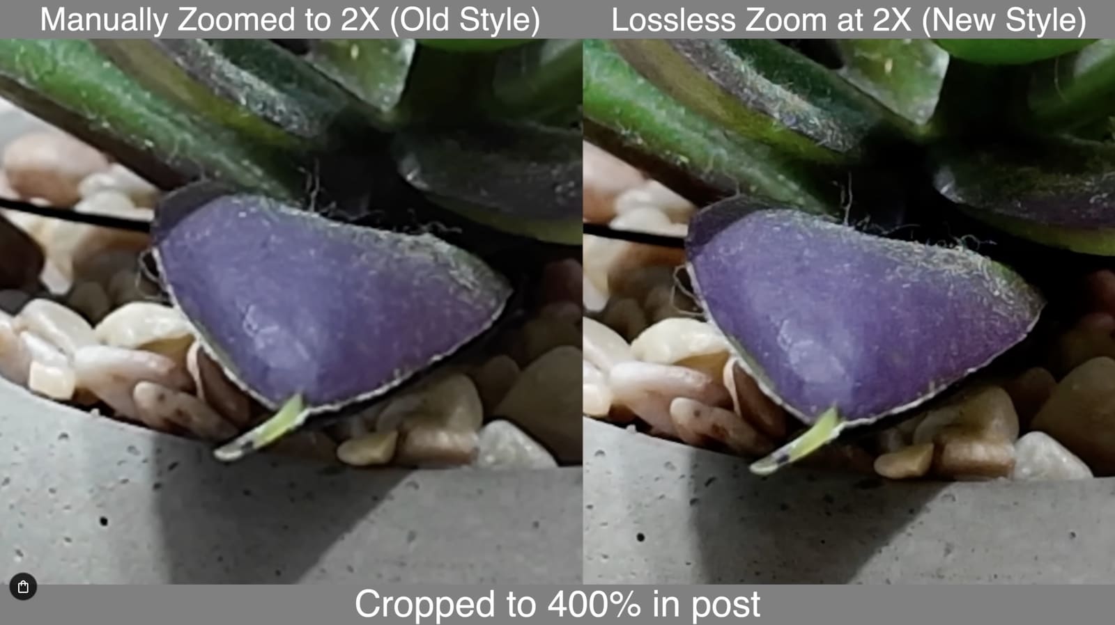 The same succulent pair cropped to 400 percent in post, purple leaves filling the frame.