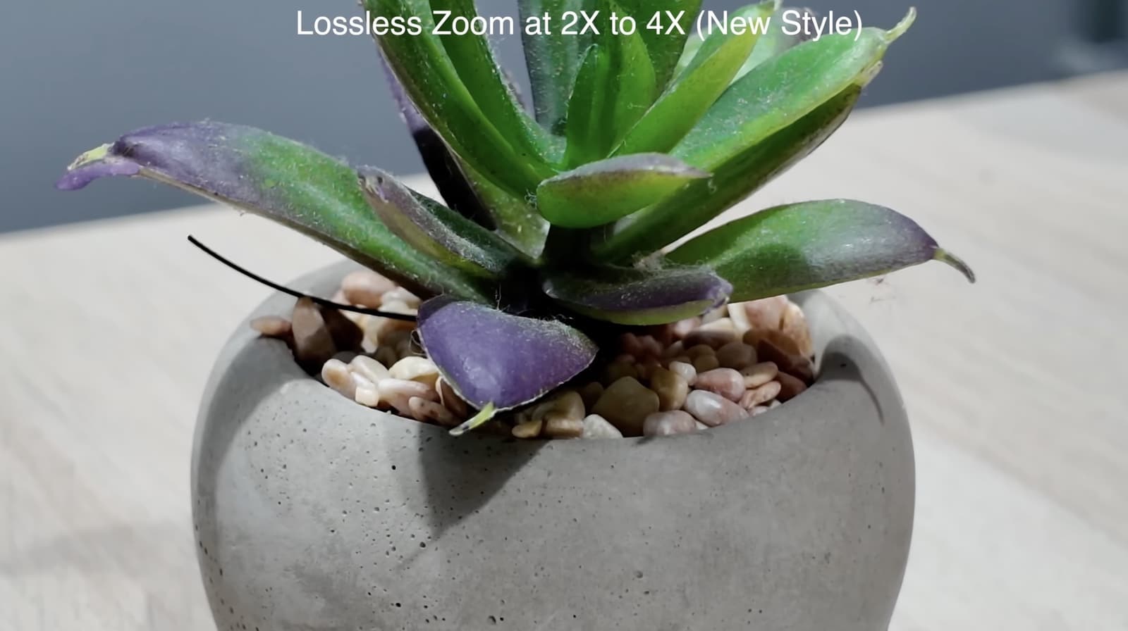 Single frame of the potted succulent labeled lossless zoom from two to four times.