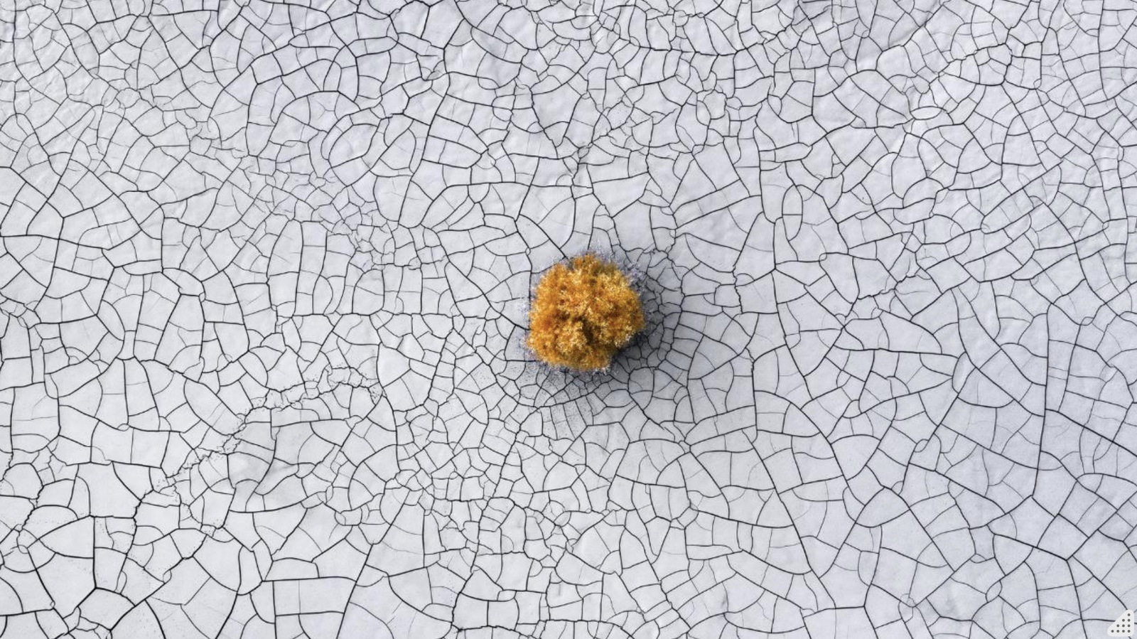 Aerial view of a lone golden tree on a cracked white salt plain.