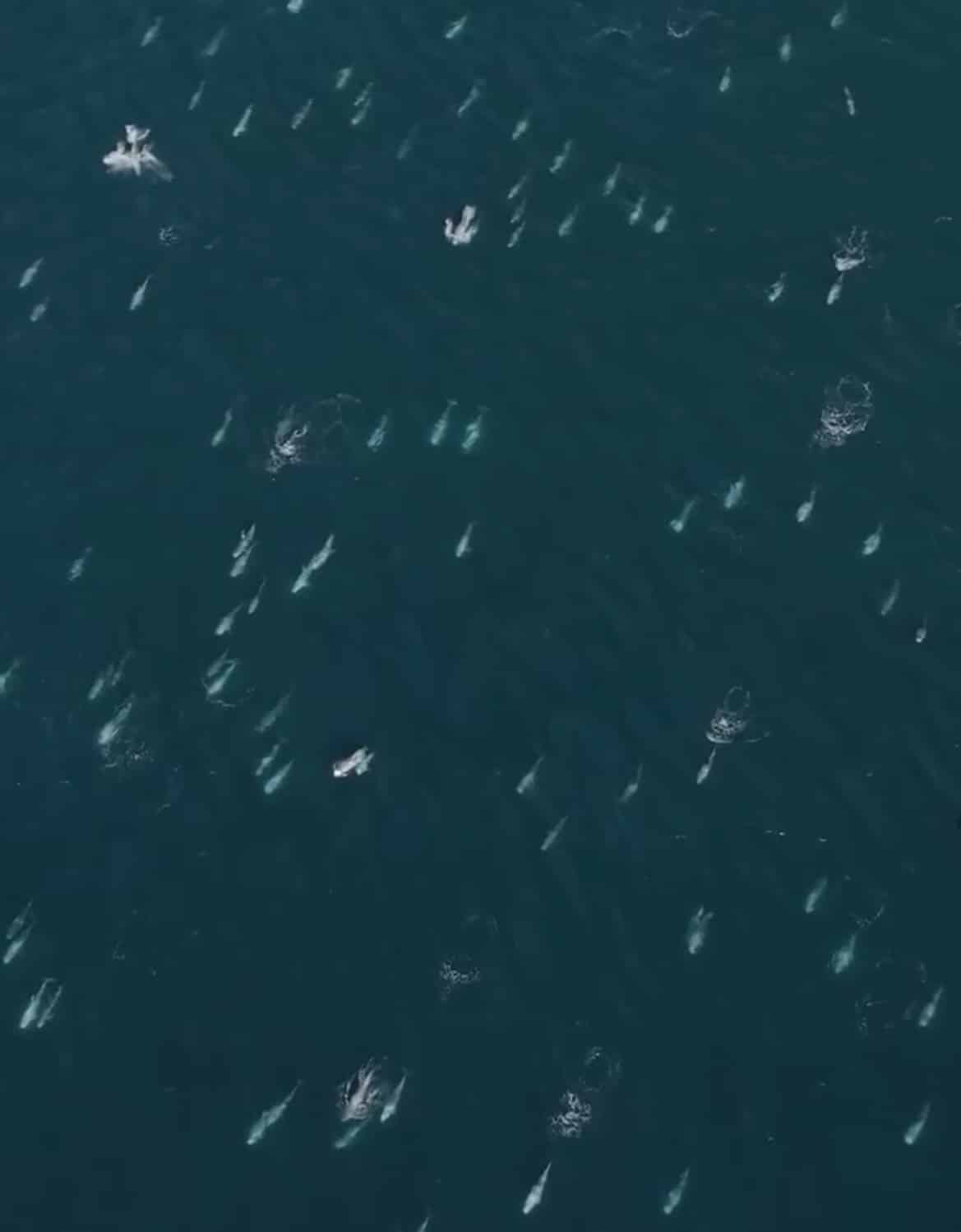 High aerial of a scattered dolphin pod spread across dark green water.