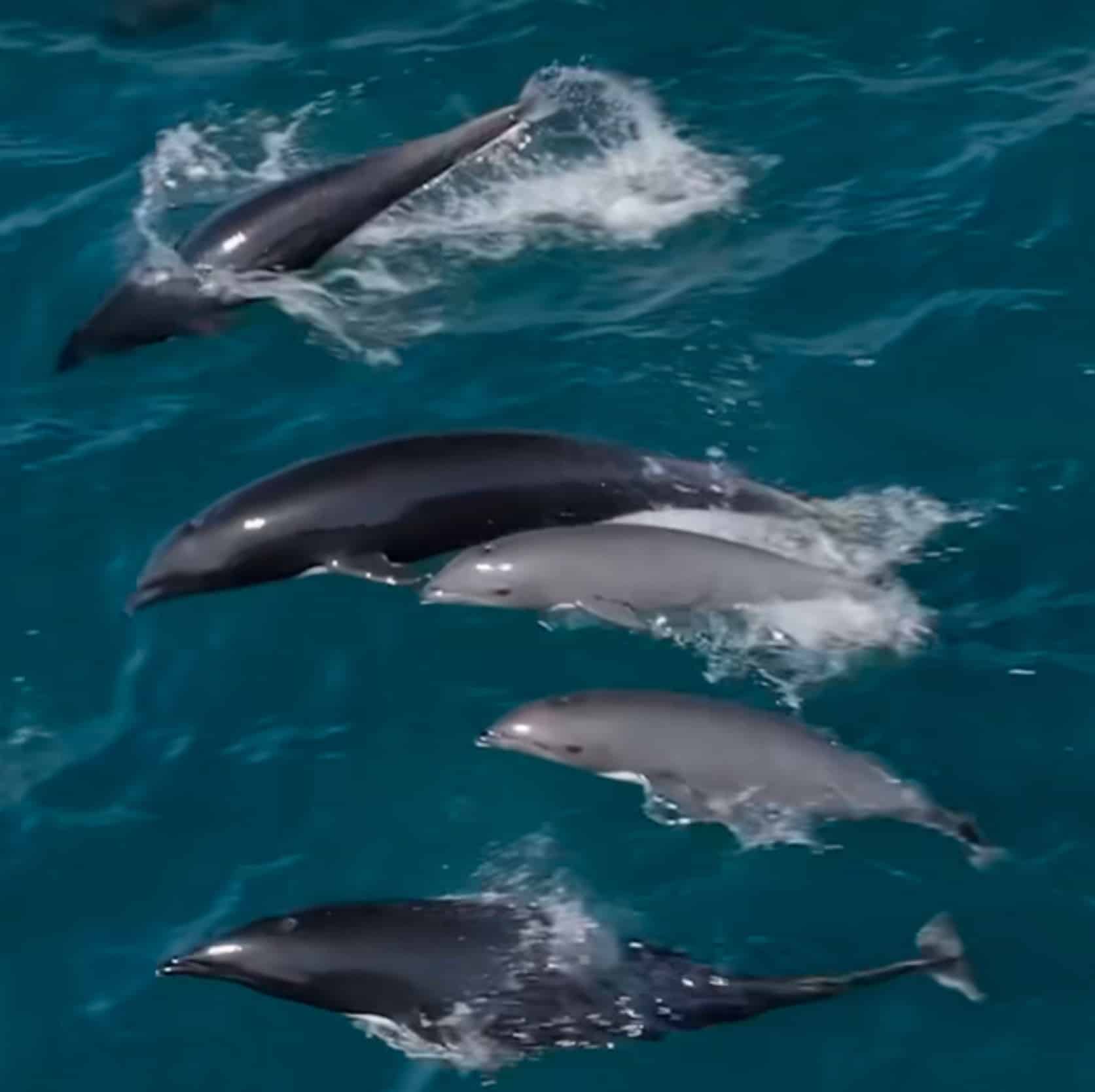 Four dolphins break the surface together, seen from directly overhead.