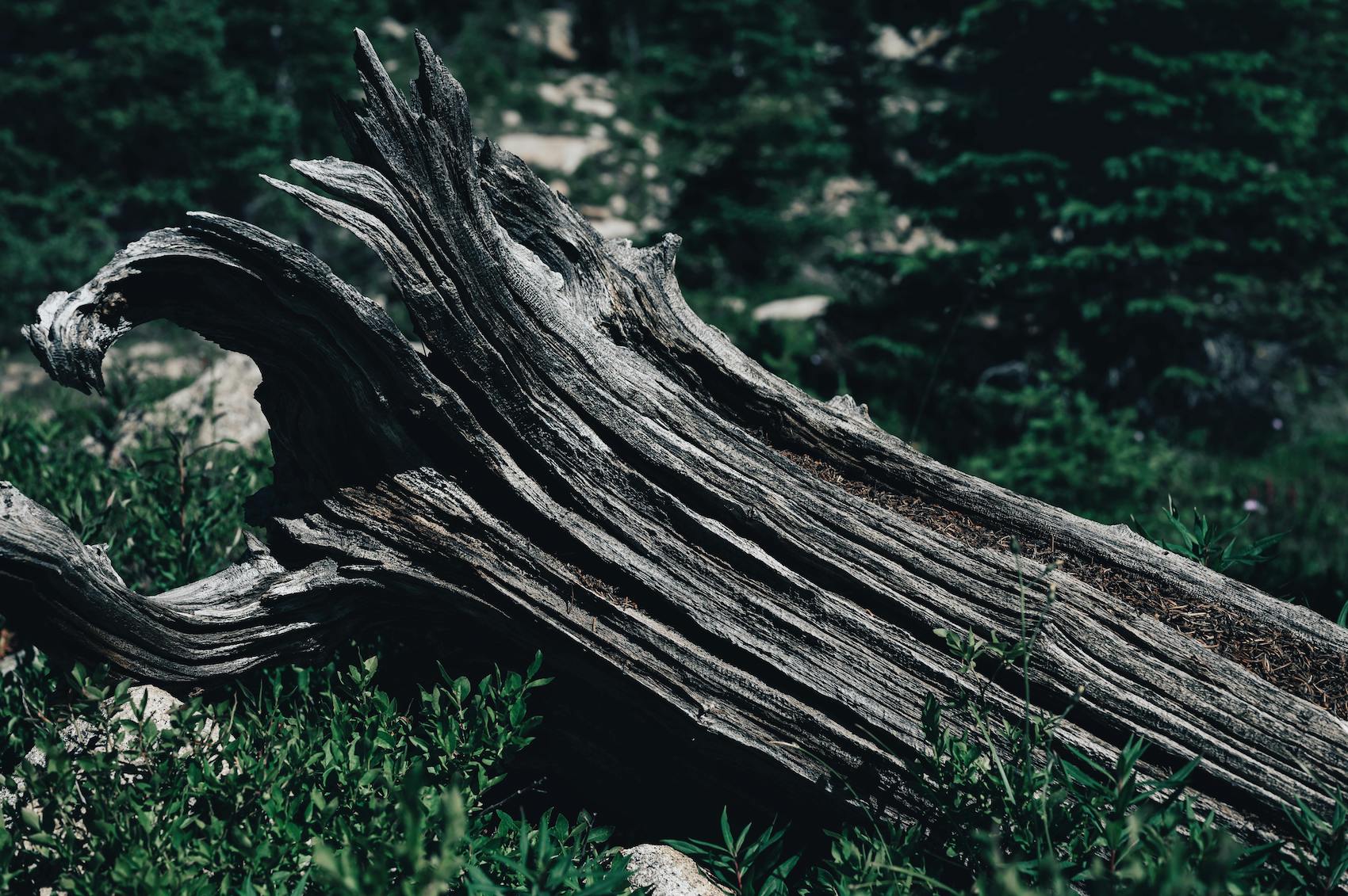 A log