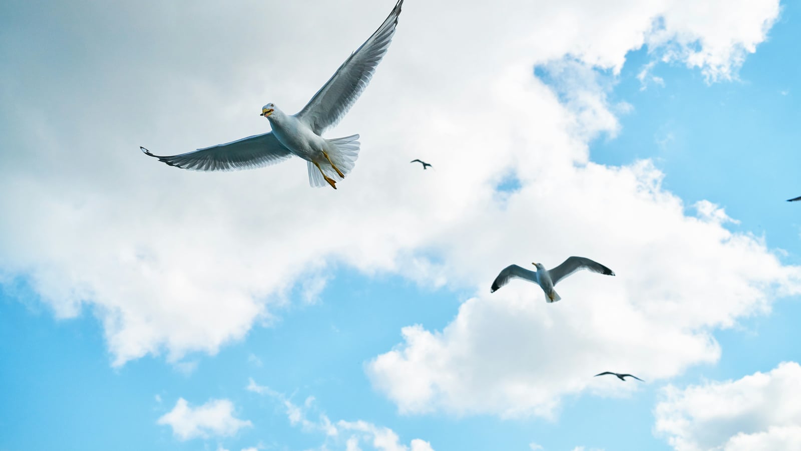 Birds flying