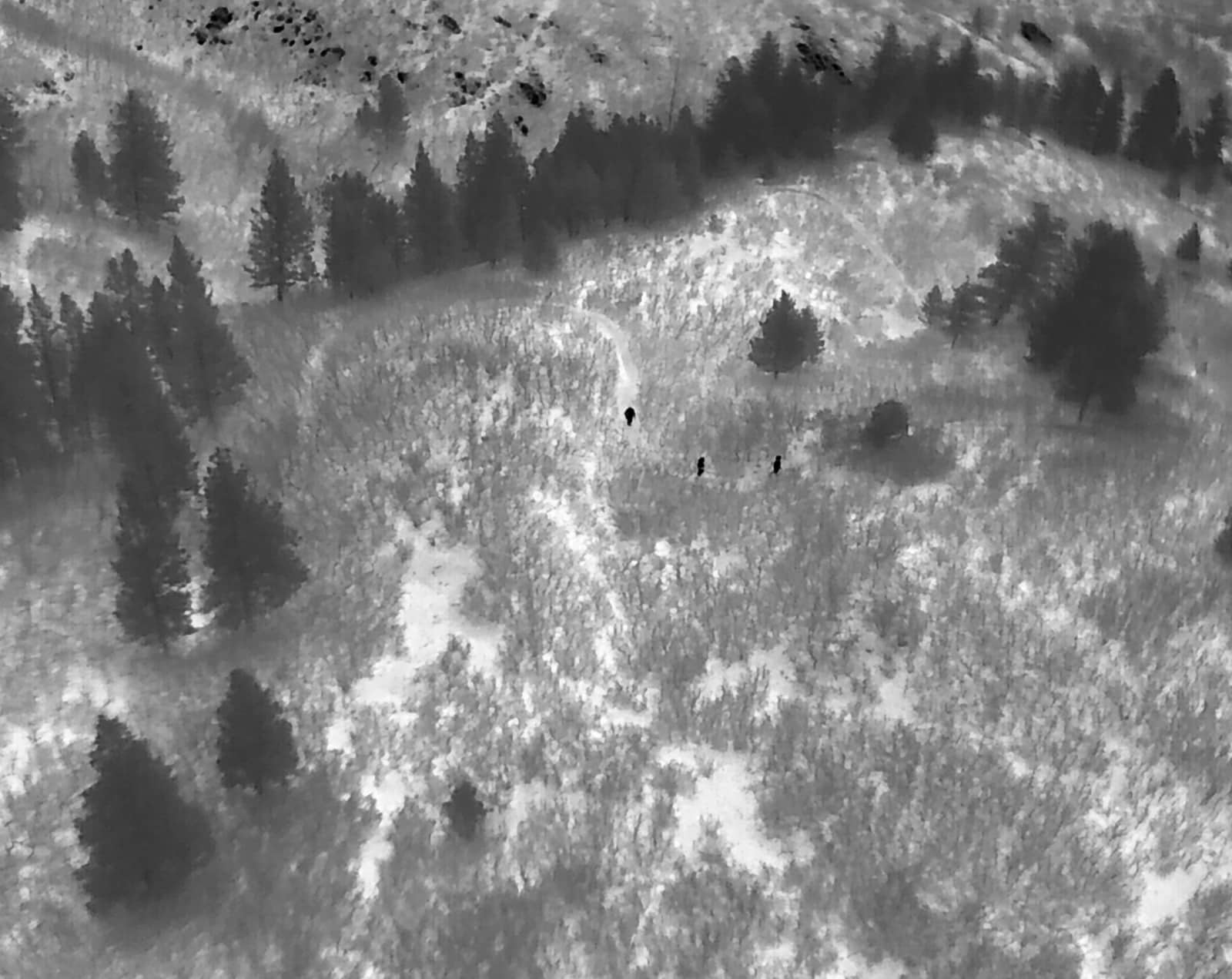Thermal camera picks out two small heat signatures among trees on a slope.