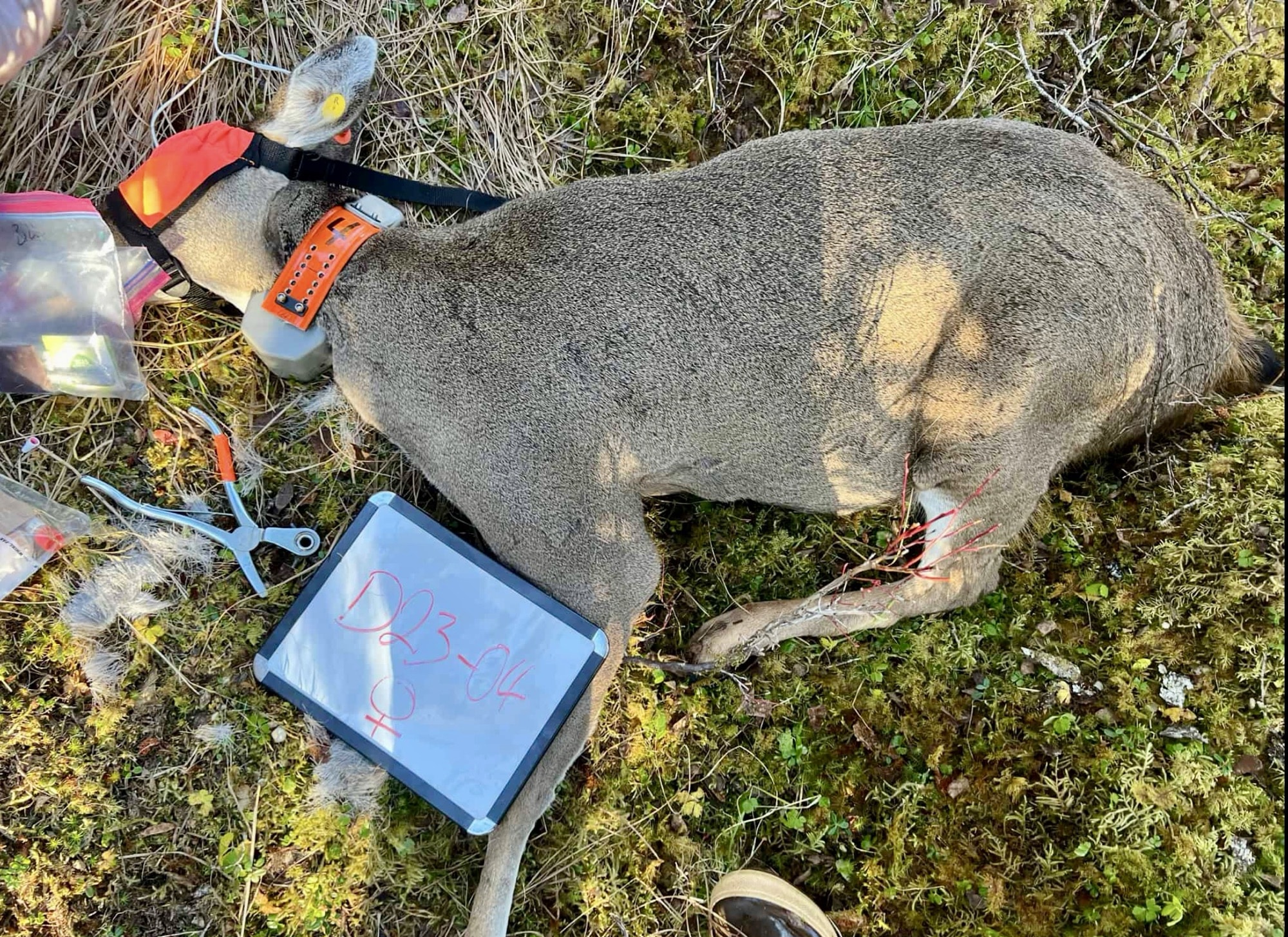 Sedated Sitka black-tailed deer in an orange collar beside field sampling gear.