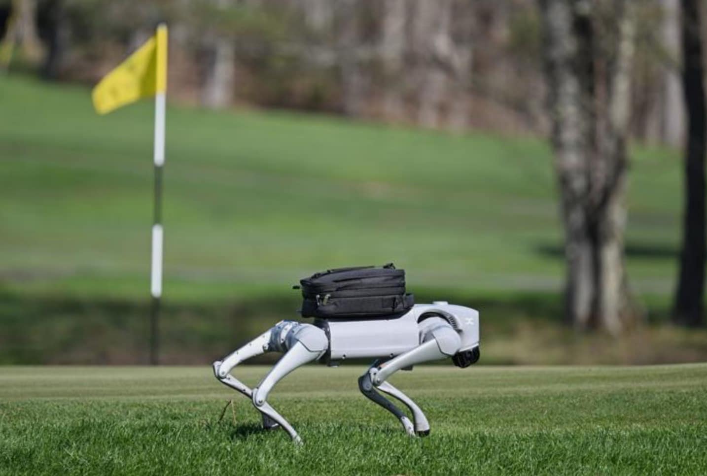 Four-legged robot carrying a black pack across a fairway beside a yellow pin flag.