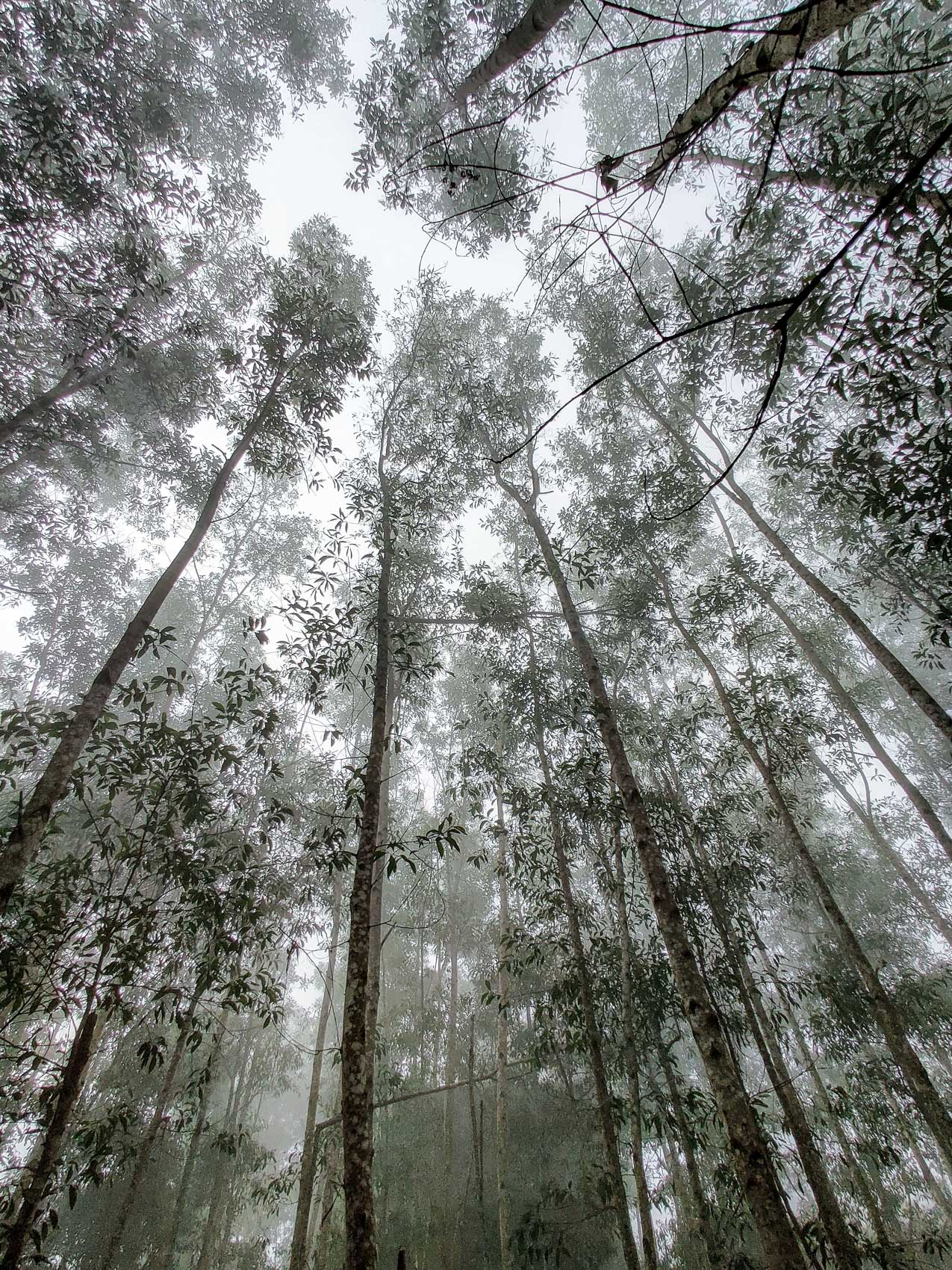 Eucalyptus trees