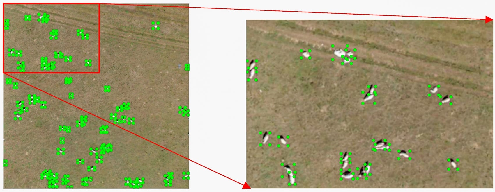drone animal counting yolo china Algorithm