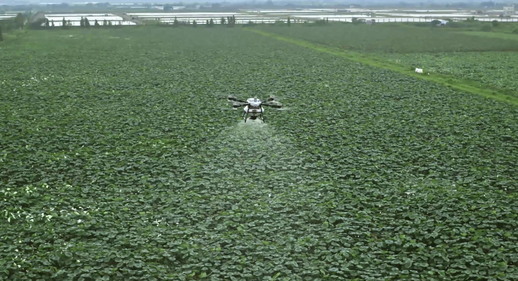 DJI Agras T100 spraying low across a broad field of leafy green crops.