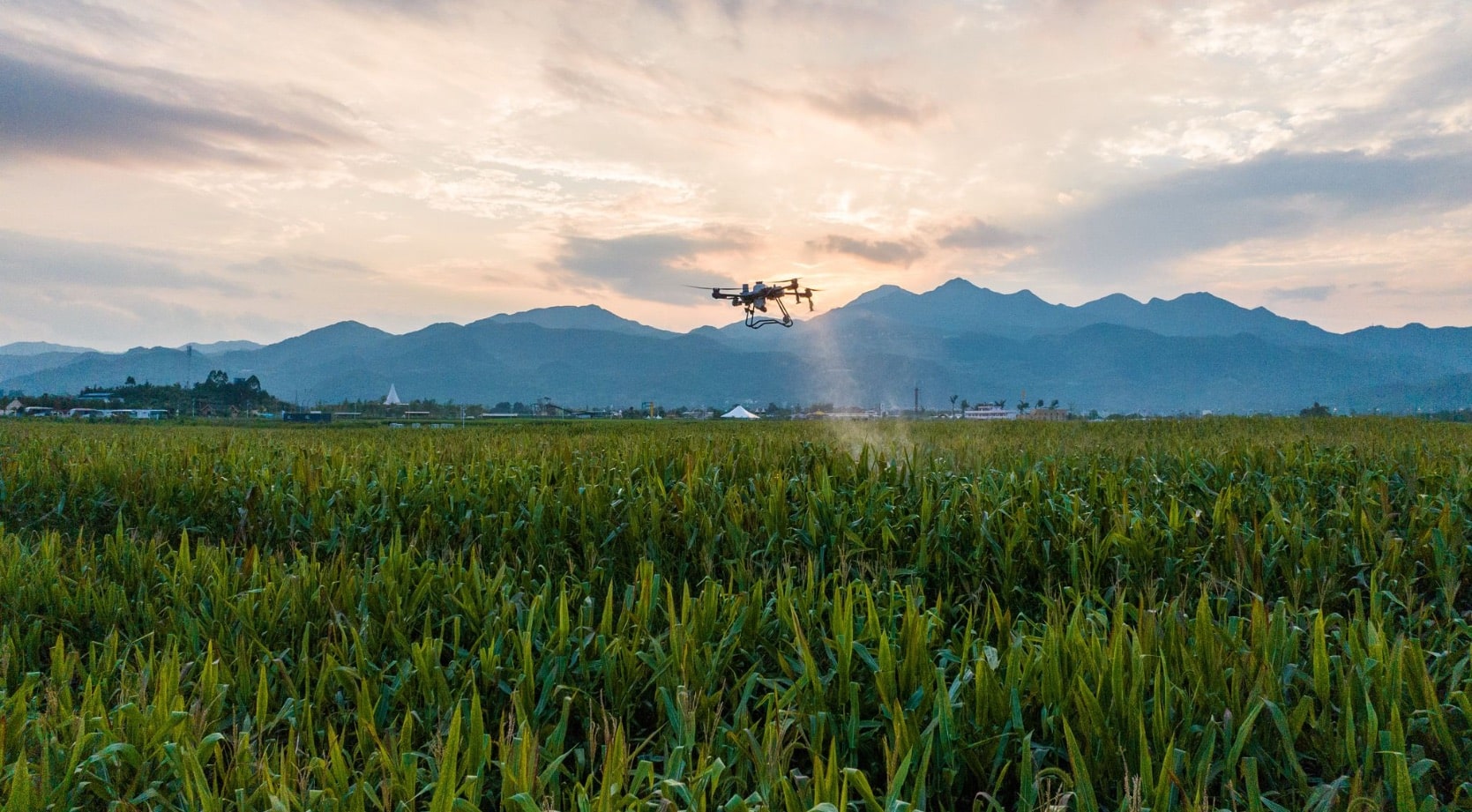 Agriculture drone spraying above a tall green field with mountains at sunrise.