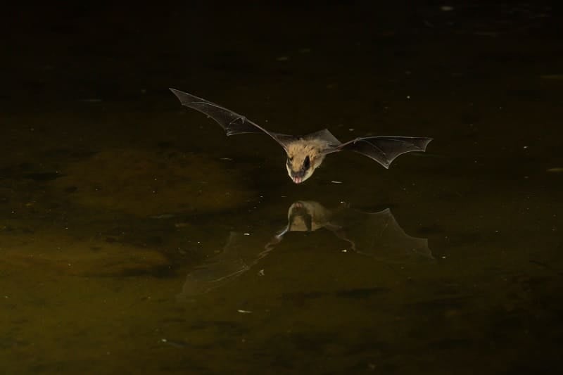 DEC drones drone track New York wildlife