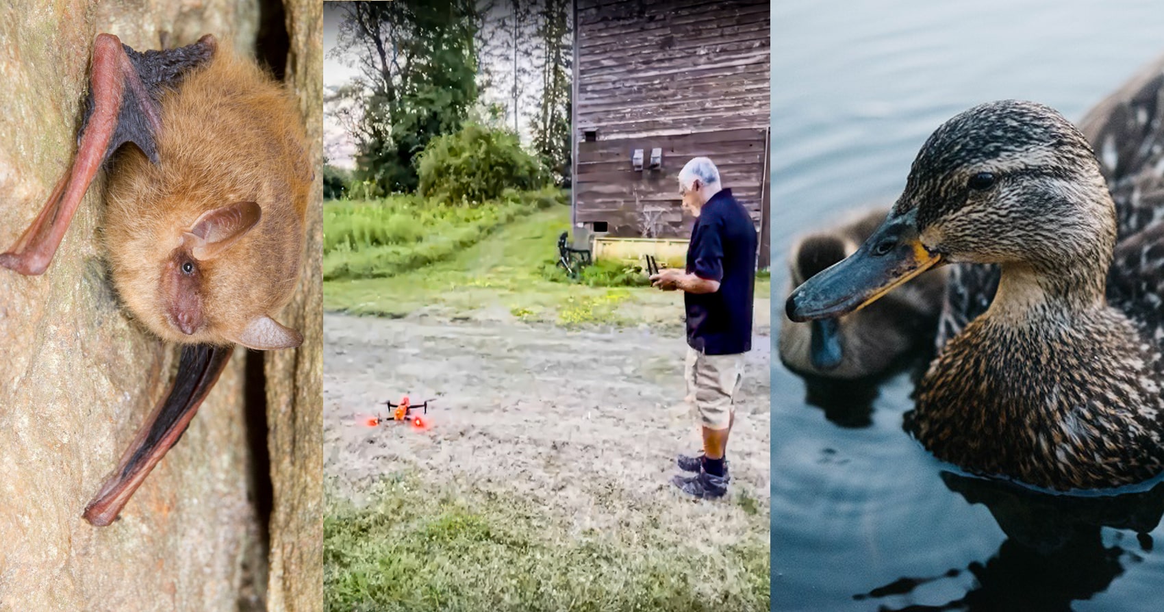 DEC drones drone track New York wildlife