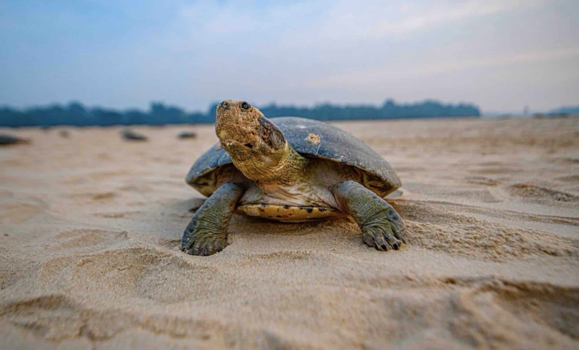 Giant South American river turtle crawling across a wet sand beach.