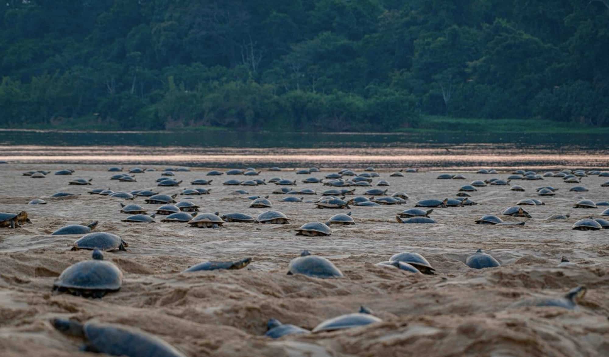 Aerial of dozens of turtles massed on a sandbar beside a forested riverbank.