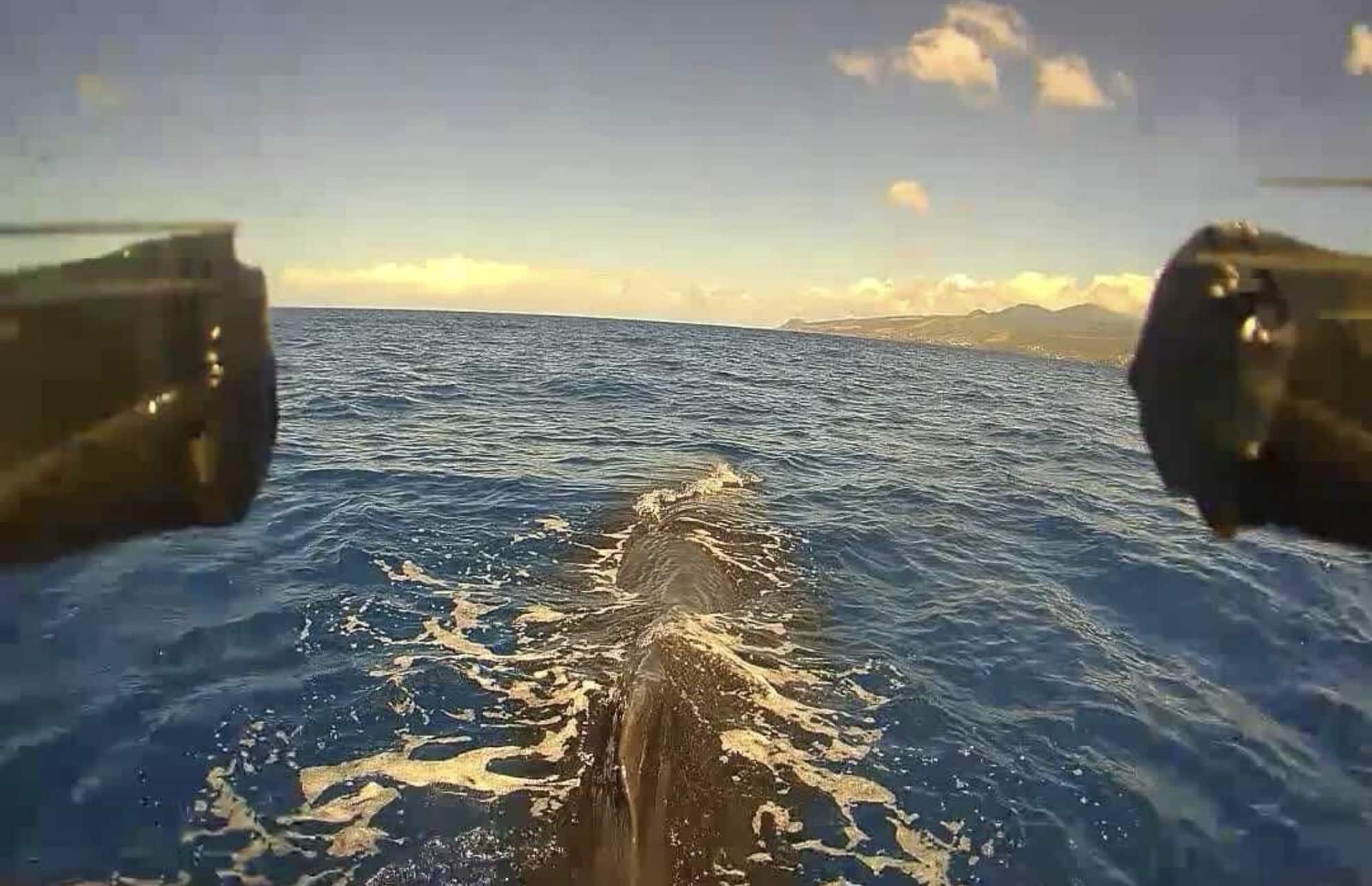 Onboard drone view skimming above a surfacing sperm whale at golden hour.
