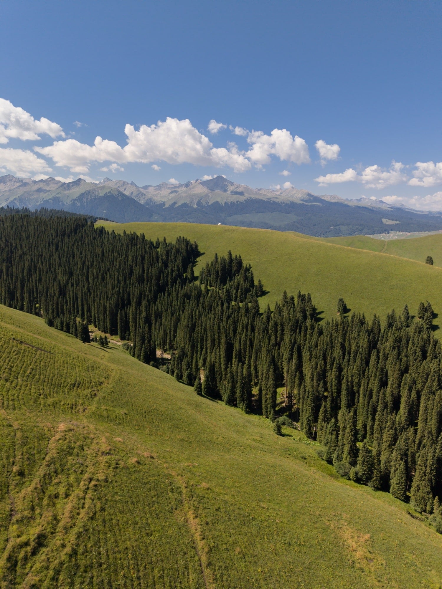 Vertical aerial of a grassy alpine slope studded with dark conifers.