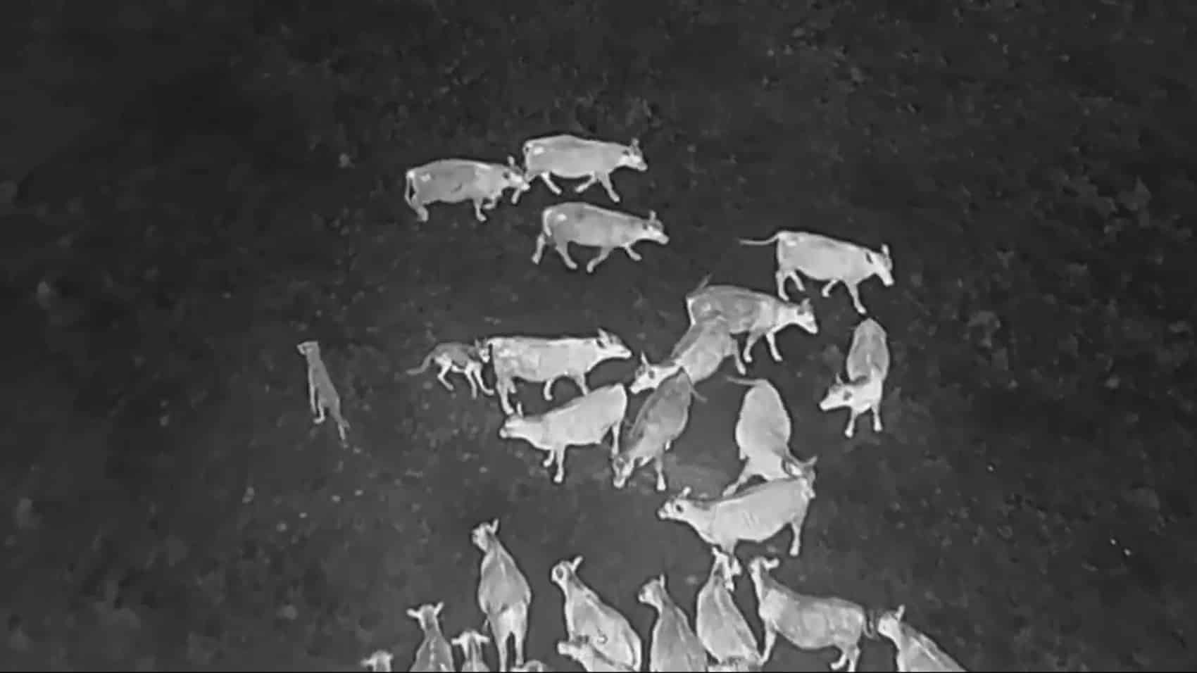 Drones blasting AC/DC, Scarlett Johannson help biologists protect cattle from wolves